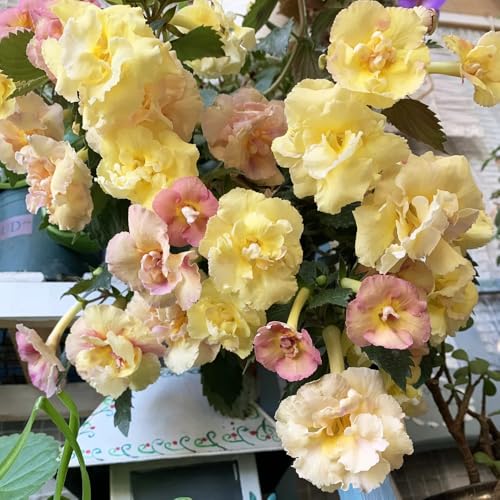 Achimenes Seeds, Backyard Shade Garden Plant, Woodland Edge Accent, Mixed Perennial Border, Warm Temperate Flora 300pcs