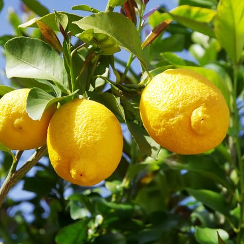 YouGarden Citrus 'Lemon' Tree with Fruit, Established Plant in 22cm Pot, 55-75cm Tall, Ready to Plant, Fragrant Flowers, Grow Your Own with Patio Plant