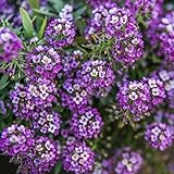 100 piezas Semillas de Alyssum resistentes, flores de balcón, plantas resistentes (Lobularia marítima) flores de balcón, plantas de balcón resistentes plantas resistentes para balcones