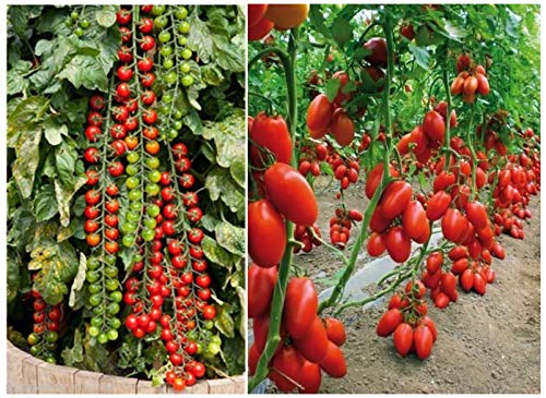 Seedscare Vegetable Cherry Tomatoes Seeds Pack Of 50 Seeds San Marzano Tomato Heirloom Pack Of 30 2 Packets Combo Amazon In Garden Outdoors