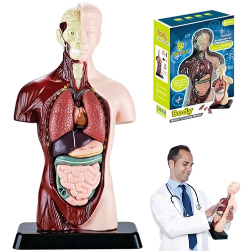 Modèle de corps humain pour enfants pour comprendre les sciences - 5