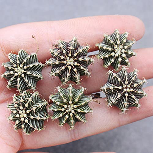 2Pcs Cactus Plants Purple-Black Mini Live Cactus Plants Indoor Potted Small Cactus Plants Cactus Succulent Cactus Plants Alive. #TOP4