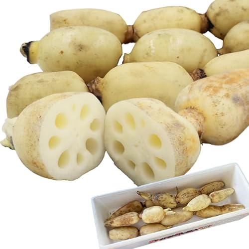 [掘りたて直送!]特別栽培・潮風育ち『鴨川れんこん』4kg [0014-0022] 蓮根・レンコン