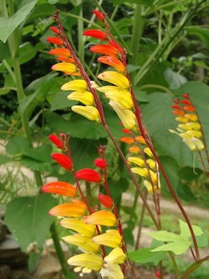 Vine Climber MINA LOBATA Fire Cracker Fast Grower 12' T, Ideal for Containers, 10 Seed