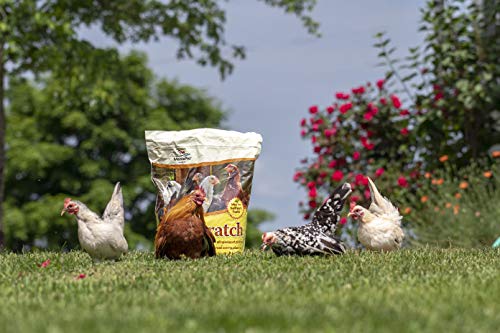 Image of Manna Pro Ultimate Chicken Scratch Feed, Nutrient-Rich Scratch Grain Treat for Chickens and Poultry, Natural Multigrain Blend for Backyard Flocks and Laying Hens, Made in USA, 10 lb Bag