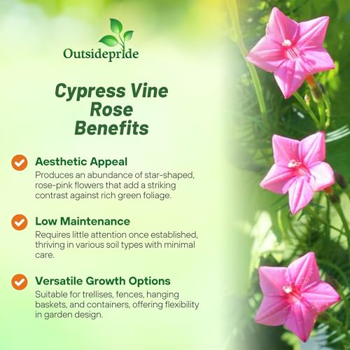 Image of Outsidepride Rose Cypress Vine Seeds - 200 Pcs Annual Flower Seeds with Nectar-Rich, Star-Shaped Flowers & Feathery, Fern-Like Leaves for Fences, Trellises, Pergolas & Vertical Gardens