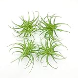 ZKTECH Plantas artificiales de aire de Tillandsia artificial para jardín, decoración del hogar, terrario, suculentas artificiales, arreglo de plantas