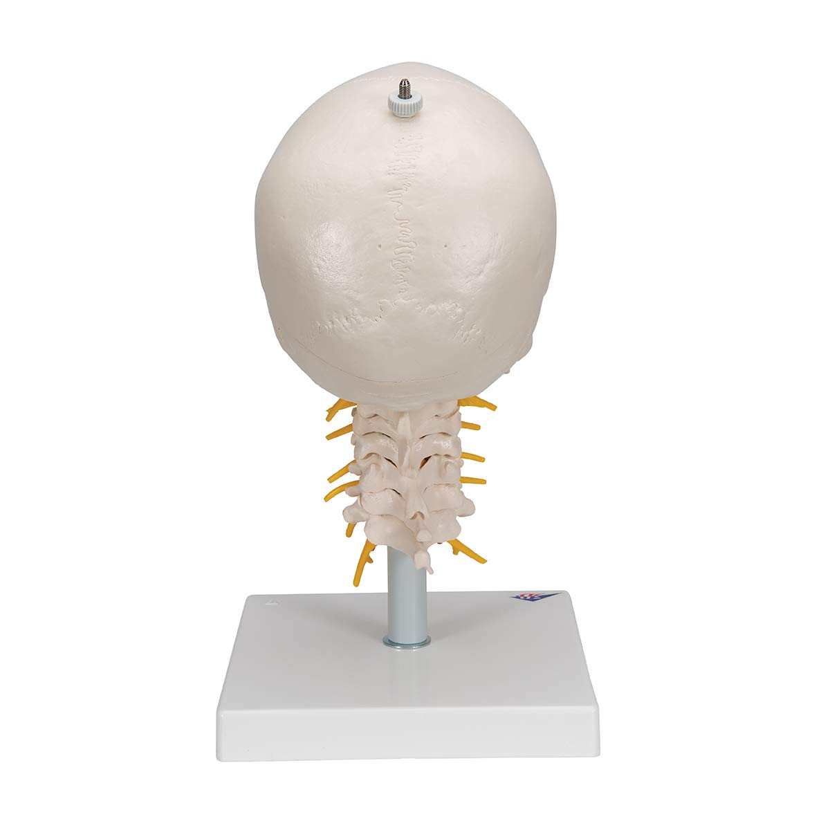 3B Scientific naukowa anatomia człowieka - model ludzkiej czaszki na odcinku szyjnym z połączeniami magnetycznymi, 4 części darmowe oprogramowanie do anatomii - 3B Smart Anatomy