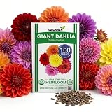 Giant Dinner Plate Dahlia Flower Seeds – 100+ Seeds Exotic Mix, Large Bloom Dahlias, Vibrant Colors, Tall Garden Flowers, Cut Flower Garden, Outdoor Summer Bloom Plants