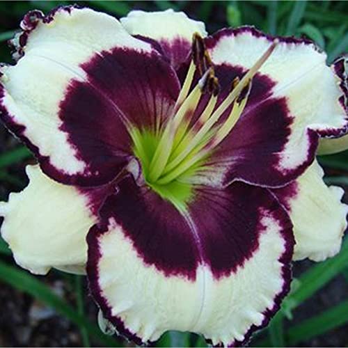 Taglilien Zwiebeln, Mix Mehrjährige Pflanze, Seltene Pflanze, Schnell-Wachsend, Winterhart Pflanze, Blumenzwiebel Mix, Mysteriöse magische Glühbirne, 5zwiebeln-H