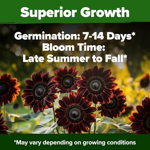 Image of HOME GROWN Chocolate Cherry Sunflower Seeds - 150 Heirloom Non-GMO Seeds - Burgundy Sunflowers for Planting - Tall Garden Flowers that Attract Pollinators & Butterflies (Helianthus annuus)