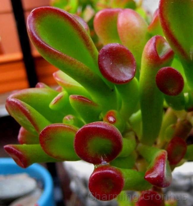 Charming Gronhus Live Good Luck Jade Gollum Healthy Live Plant with White Pot Best Air Purifying Indoor Plants for Living Room Gifting Bedroom Plants Garden Plants For Balcony Home Decor Office Desk (B0D1VSMB3S) Amazon Price History, Amazon Price Tracker