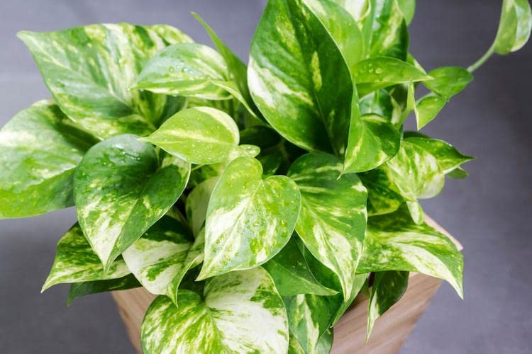 See full amazon price history chart for 24hr Nautral Air Purifying Money Plant (Good Luck plant) | Used For Home decoration | Low Light & Less Maintenance Required,Easy to Care 24hr Nautral Air Purifying Money Plant (Good Luck plant) | Used For Home decoration | Low Light & Less Maintenance Required,Easy to Care (B0C158V97B) Amazon Price History, Amazon Price Tracker
