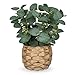 Briful Kunstpflanze Eukalyptus Deko, K&uuml;nstliche Eukalyptus im Topf Dekopflanze Zimmerpflanzen, H&ouml;he 28 cm