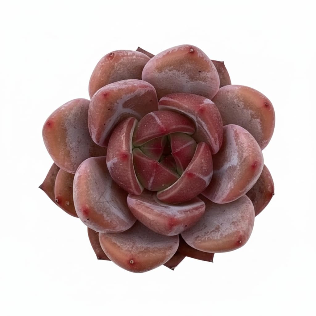 Echeveria Pink Champagne 1am Succulents