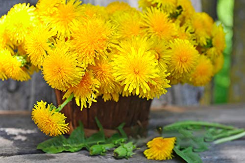 Semi di tarassaco 12000+ Collezione di piante di erbe non OGM e non trattate per la piantagione di giardini domestici