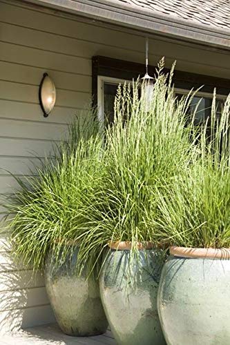 See full amazon price history chart for Plants Point Herbal Lemon Grass for Home Garden Also Usable as Mosquito Repellent Plants Point Herbal Lemon Grass for Home Garden Also Usable as Mosquito Repellent (B081P1XLT3) Amazon Price History, Amazon Price Tracker