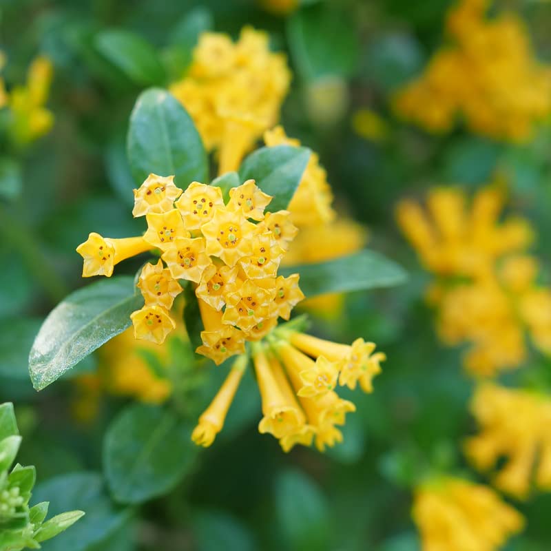 Juiced® Orange Jessamine - Cestrum corymbosum - Proven Winners - 4" Pot