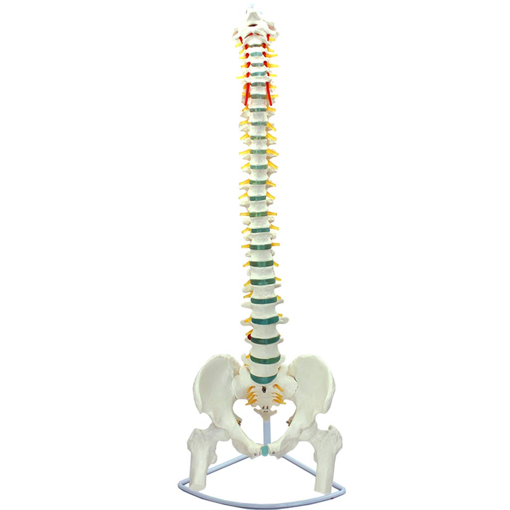 Buy LUCKFY 11 Life Size Spine Model Flexible Didactic Spinal Column