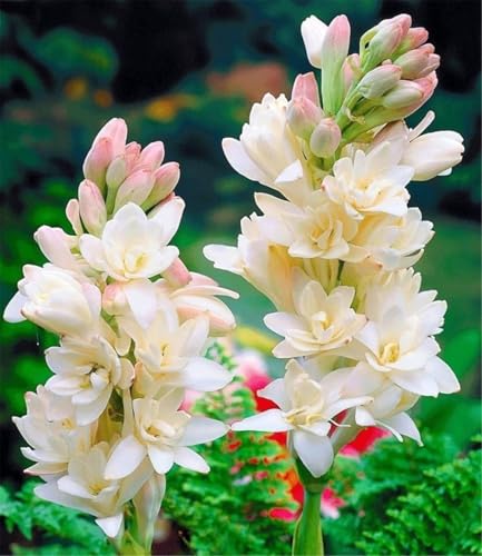 Image of Premium Rajnigandha Flower Bulbs | Polianthes | Tuberose pack of 35 Flowering Garden & Balcony