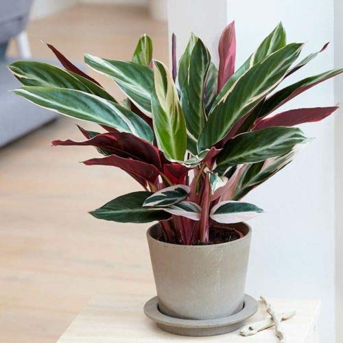 NurseryServe Stromanthe Sanguinea Triostar, Calathea Triostar Indoor Natural Live Plant (B08HH21CG4) Amazon Price History, Amazon Price Tracker