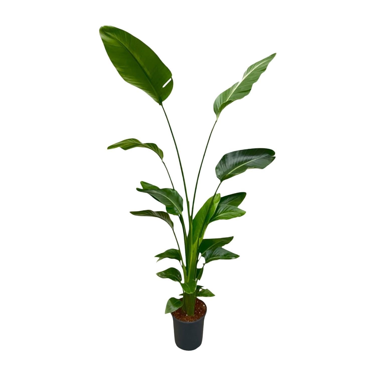Strelitzia Nicolai 170 cm ⌀21 | Grande plante verte naturelle d'intérieur pour salon