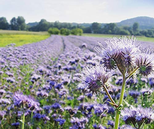 Bodenkur Phacelia Bienenfreund - einjährige Gründüngung und Bienenweide Portion – Bild 4