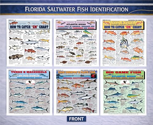 Identification poissons Floride : le cadeau de pêche parfait - 3