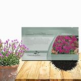 Outsidepride Rock Purslane Seeds for Planting - 5,000 Pcs Perennial, Easy to Grow, Vitamin-Rich & Drought Tolerant Succulent Seeds for Culinary, Xeriscaping, Containers & Hanging Baskets
