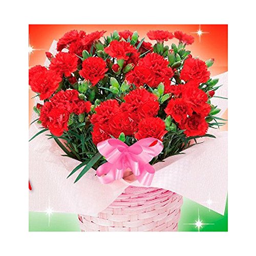 母の日の大定番！高品質カーネーション鉢植え 母の日ギフト心を込めた贈り物