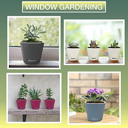 Window Garden – Aquaphoric Self Watering Mini Planter Pots (3 Pack) – Grow On Indoor Sill. Perfect for Potting Small Plants, Herbs, African Violets, Succulents, or Start Seedlings. - Thumbnail 3
