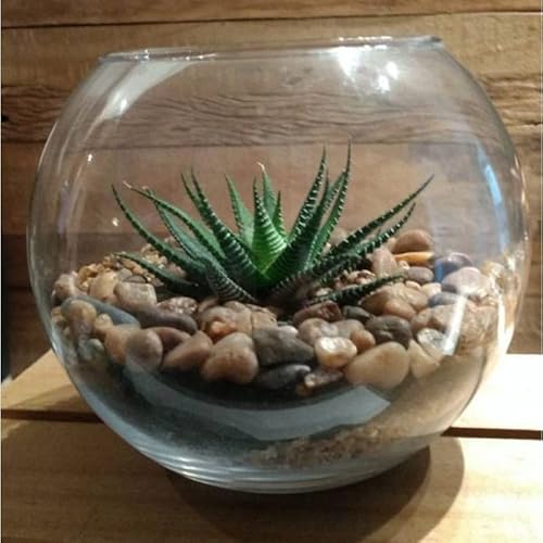 Vaso Aquário De Vidro Redondo 2,2 Litros Para Terrário