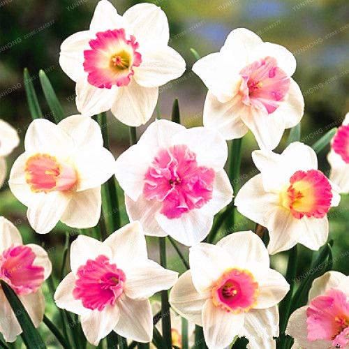 Narcissus-Bulbs- flower bulb-picture-32