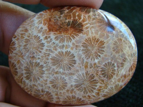 S7722 Coral Fossil Agate Flower Oval Cabochon Wonderful !!!!