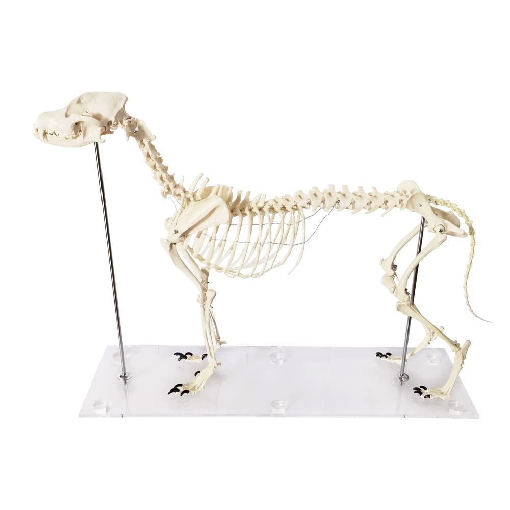 Modello scheletro canino (cane), a grandezza naturale