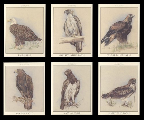 Eagle - Bald Eagle, Golden Eagle, Short-toed Eagle, Wedge-tailed Eagle, Monkey-eating Eagle, and Martial Eagle - Art Collectors Cards