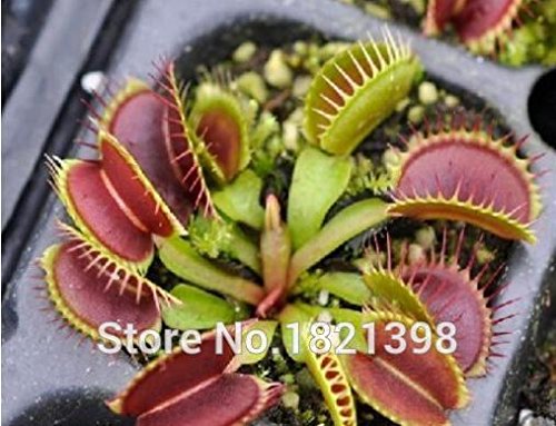 Cycas Plant Seeds Potted Seed Flower Seed for DIY Home Garden Household Items -1 PCS Cycas Seeds /bag