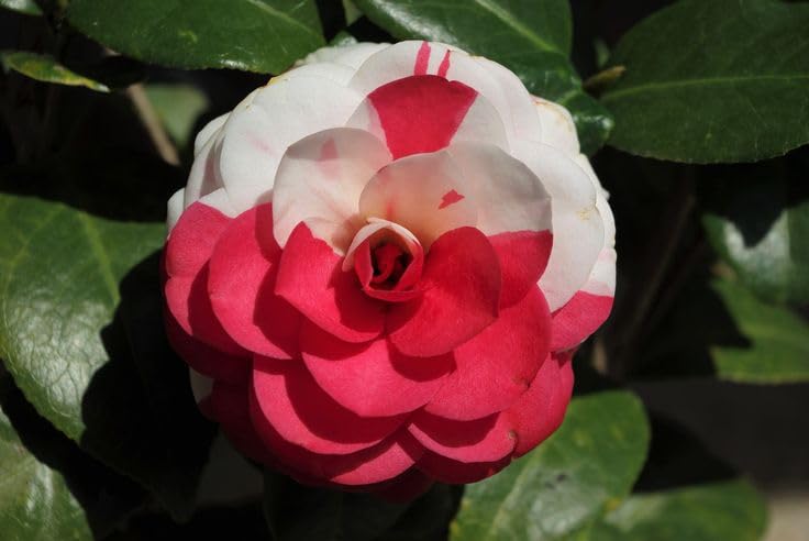 Greenery Nursery Camellia flower plant Height 2-2.5 Feet Hybrid Healthy Live Flower Plant For Home Garden (B0CJPBFMNZ) Amazon Price History, Amazon Price Tracker
