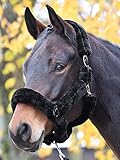 Busse