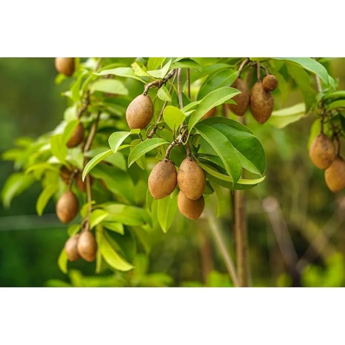 Image of Live Cheeku (Sapodilla) Fruit Plant - Outdoor Garden Tree - Sweet Tropical Fruit - Fast Growing & Hardy - Grafted Live Plant