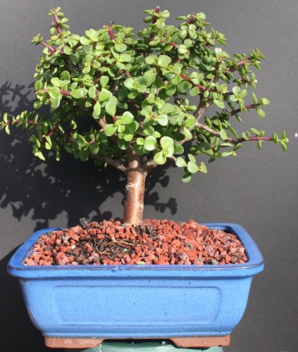 Large Jade Bonsai Tree by Sheryls Shop