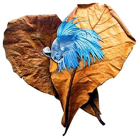 SunGrow Hojas De Catappa Gigante para Acuarios, 10 Pulgadas, Paquete De 10 Cover