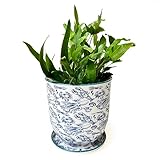CHIVE 'Liberte' Ceramic Succulent Planters — Cute 4.25 Inch Vintage Style Pots for Indoor Plants — Beautiful Home and Kitchen Décor — Octopus