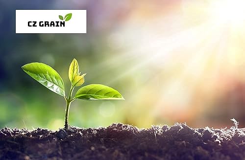 Miniatura 2 de 40 semillas de garbanzo para plantar - Cultiva garbanzos