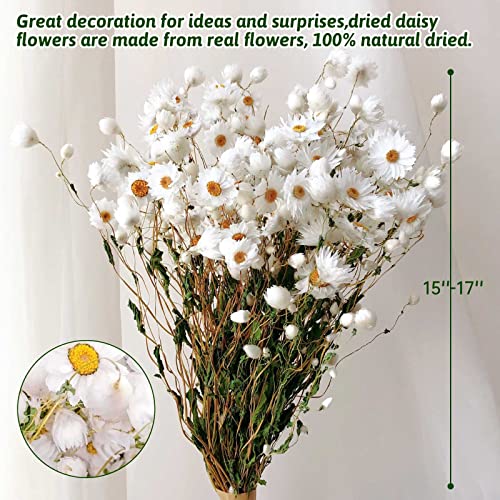 Ramo de Flores Secas Margarita Blanca 250 unidades miniatura 3