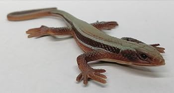 原色爬虫類トカゲ 図鑑　24体セット 原色爬虫類トカゲ図鑑｜商品情報｜タカラトミーアーツ