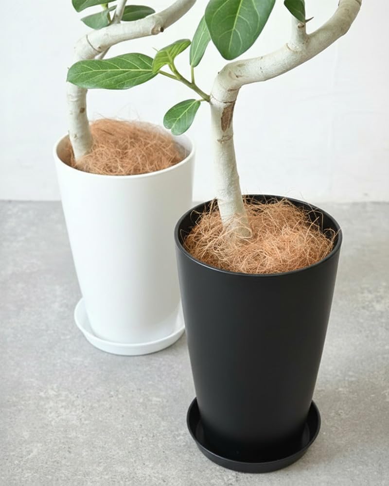 Amazon｜観葉植物 本物 ベンガルボダイジュ（フィカス・ベンガレンシス