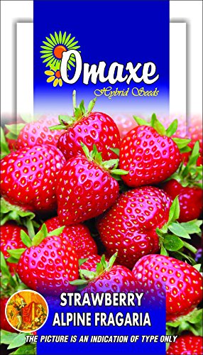 Omaxe Seeds Strawberry Seeds Alpine FRAGARIA (B07FF2K29C) Amazon Price History, Amazon Price Tracker