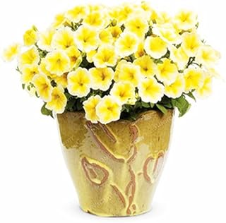 Petunia Climbing Flower Seeds Garden Bonsai Balcony Petunia Hybrida Seed of Flower 20 Species Bonsai Seeds Easy to Grow 100 PCS 5: Only Seeds