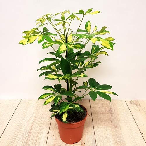 Cosmos Nature Air Purifier Dwarf Schefflera plant. Amazon.in Home
